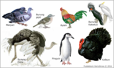 Biologi Kelas Aves Ciri-Ciri  Biologi Kelas
