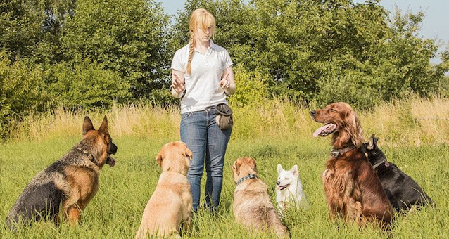 5 Methods For Dog Owners For Training Their Pups to Obey
