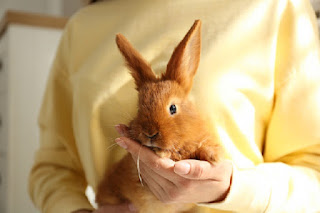 gambar kelinci Beveren
