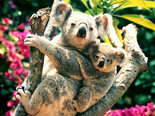 koala albino lucu bear bag baby pets australia animal wallpaper