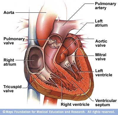 physiology of heart. One that they had physiology