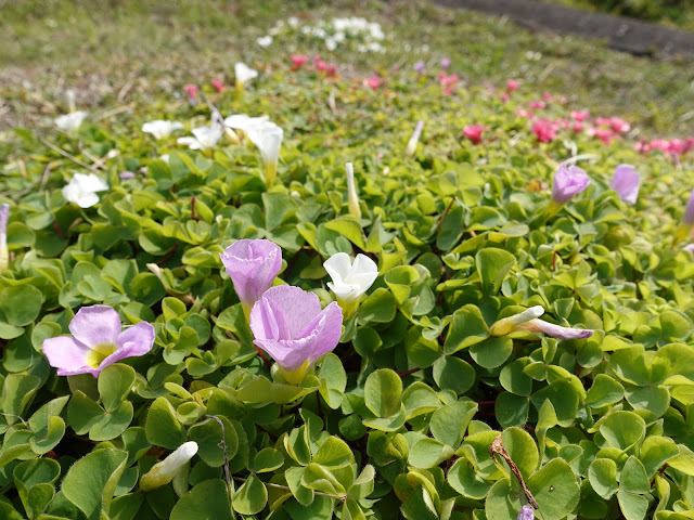 精進川沿いの歩道の脇のフヨウカタバミ（芙蓉片喰）