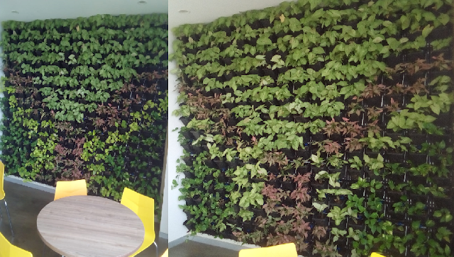 living-green-wall