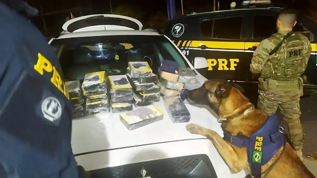 Cão farejador localiza 30kg de cocaína escondida em carro de luxo na BR-116