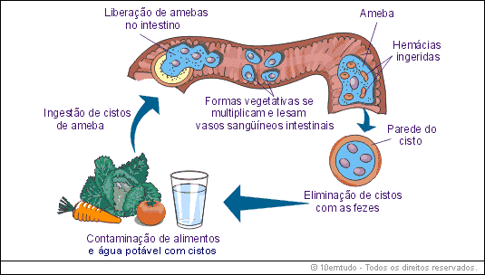 https://blogger.googleusercontent.com/img/b/R29vZ2xl/AVvXsEhnE9TePKji78sFut07OUXFc5OBWya9mNkn8hVz5d_qzIOW1XZM9fw5tDdnFzvgGyWmIDc76RBDsVWawrTZt6_G_clgbcm0qW88AwoXV5_Q6ydRqQJ8eg7cStzG8m-Gi4S9a6OXURxDIByl/s1600/ciclo+da+amebiase.gif