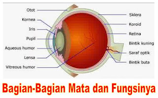 Mengenali Bagian-Bagian Mata Dan Fungsinya