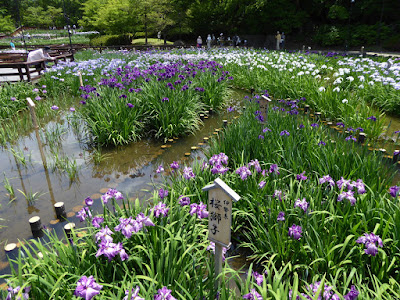 山田池公園 花しょうぶ園