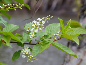 Alaskan chokecherry tree