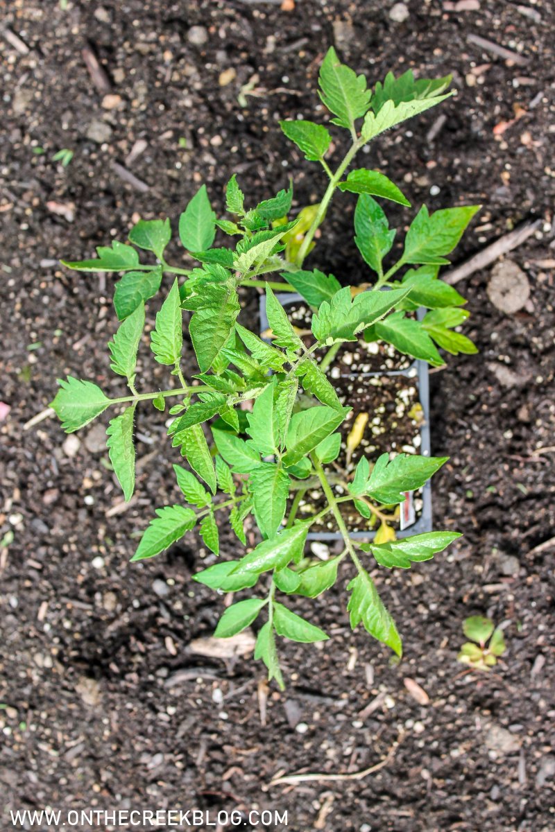 tomato plant in the garden | On The Creek Blog