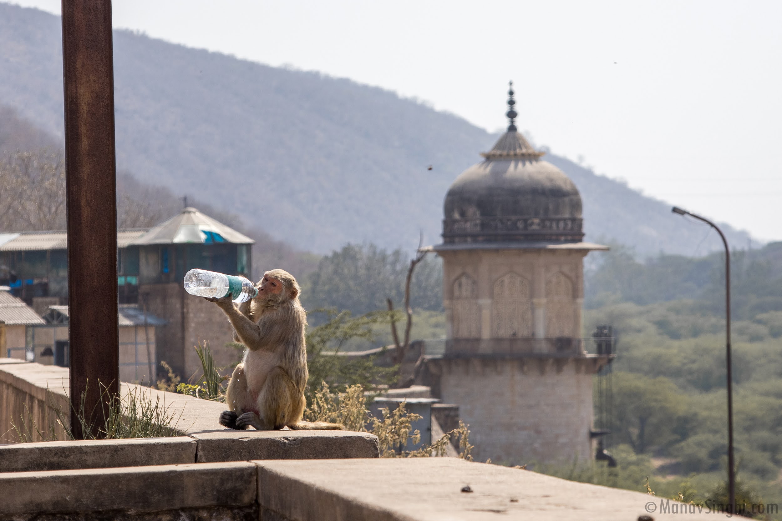 Ramgarh Dam, Jaipur and Thirsty Monkeys: Picture was Taken on 22-March-2024