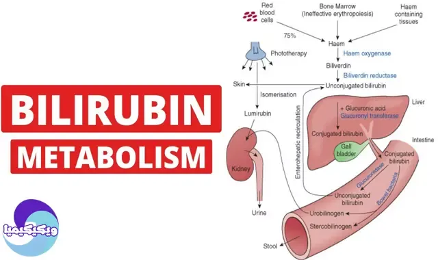 التمثيل الغذائي للبيليروبين - Bilirubin Metabolism