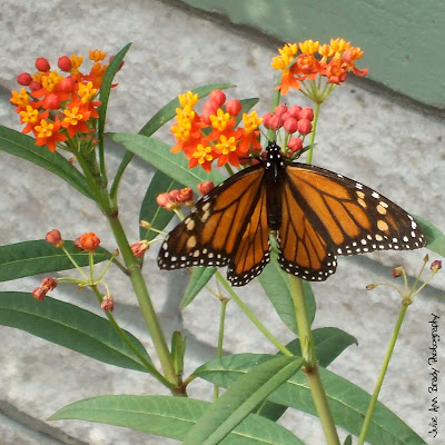 Monarch Butterfly on Tropical Milkweed