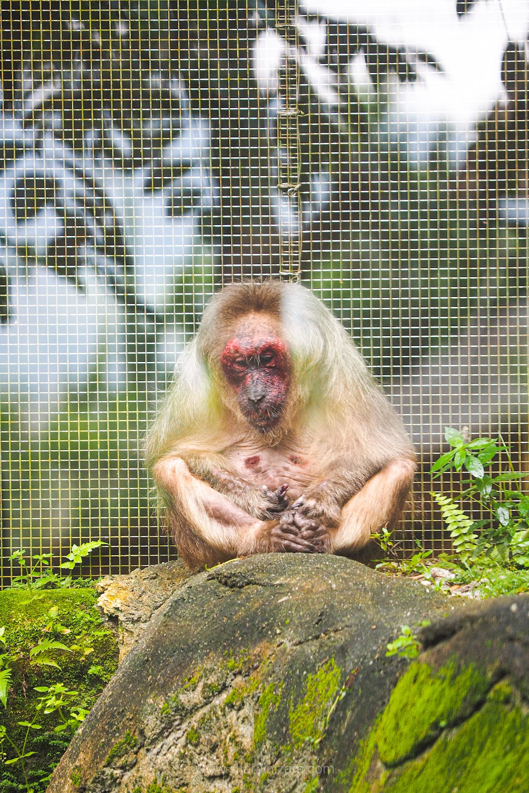 Zoo Taiping & Night Safari