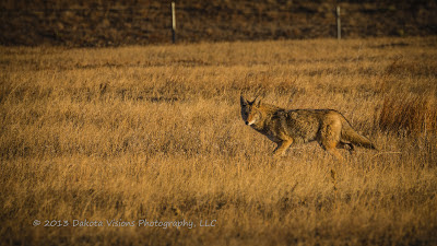 Badger Clark Jr The Coyote accompanied with photographs by Dakota Visions Photography LLC