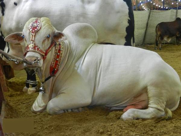 Bakra Eid 2013,Camel Qurbani,Eid Al Adha Mubarak,Cow 