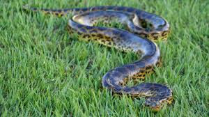 Green Anaconda alias Anaconda Hijau (Nature My View)