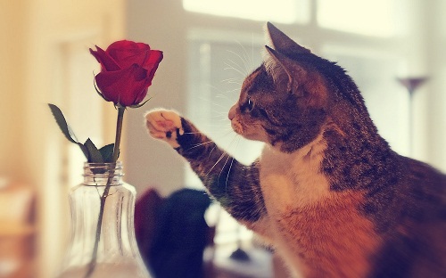Cute Cat with Rose Flower