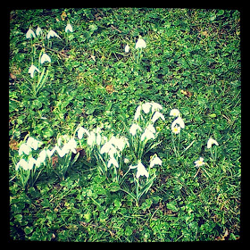 Snowdrops