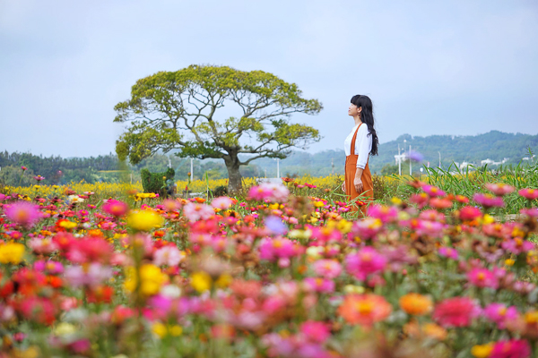 苗栗銅鑼龍貓土地公百年古蹟，稻田花海圍繞田心伯公，順遊銅鑼窯