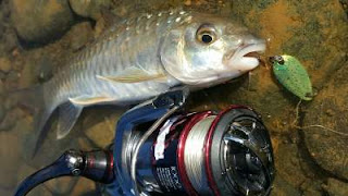 Teknik mancing masheer di sungai Aceh Besar Begini Teknik mancing masheer di sungai Aceh Besar