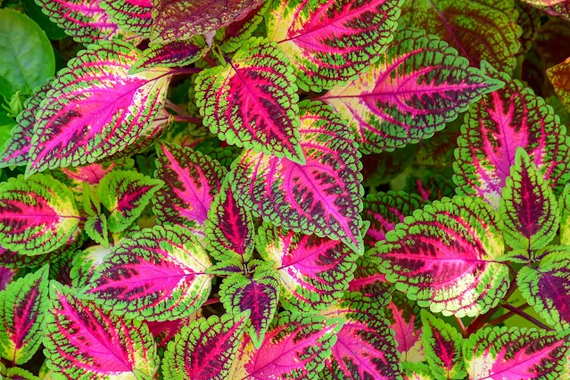 Unveiling the Enchantment of the Persian Shield Plant