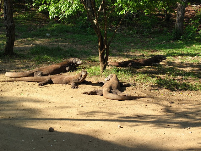 taman-nasional-komodo