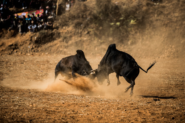 Taruka Bull Fighting Festival in Nepal