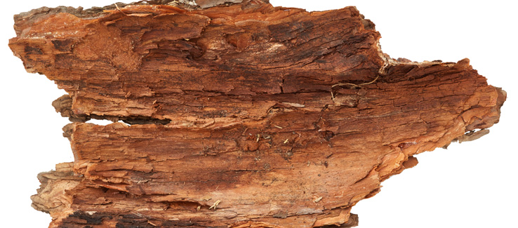 Damaged tree bark cross section