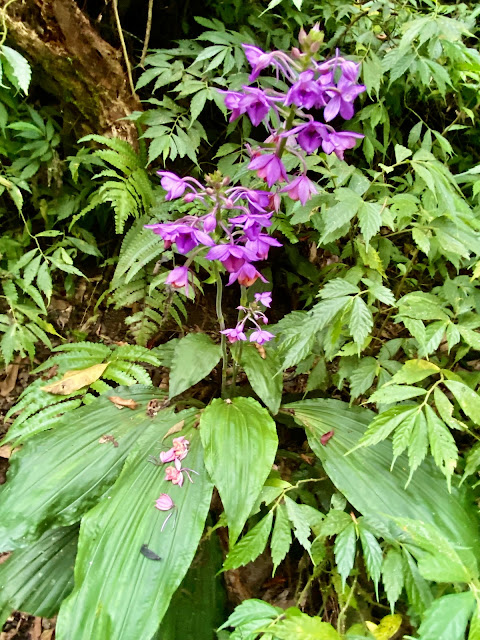 長距根節蘭