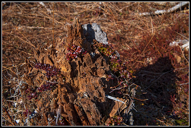 Gaff Point; Nova Scotia