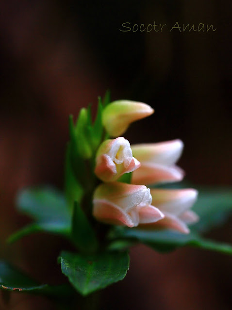 Goodyera foliosa