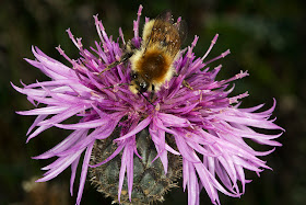 Bumblebee, Bombus pascuorum, on Greater Knapweed, Centaurea scabiosa.  Lullingstone Country Park, 14 October 2011.