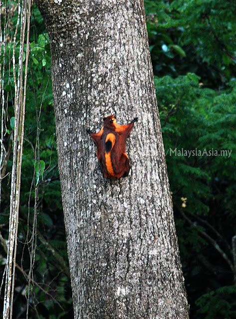 RDC Flying Fox