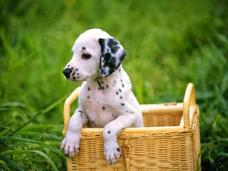 Perrito dálmata en una canasta