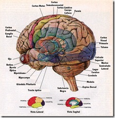 cerebro