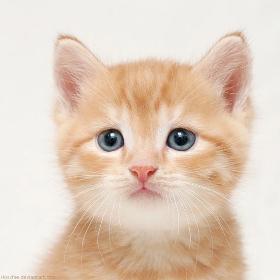 Kertas Kronyok Koleksi Gambar  Anak Kucing  Yang Sangat Cute