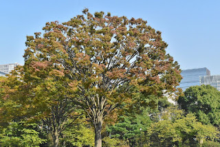 Trees in Japan