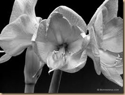 black and white flower