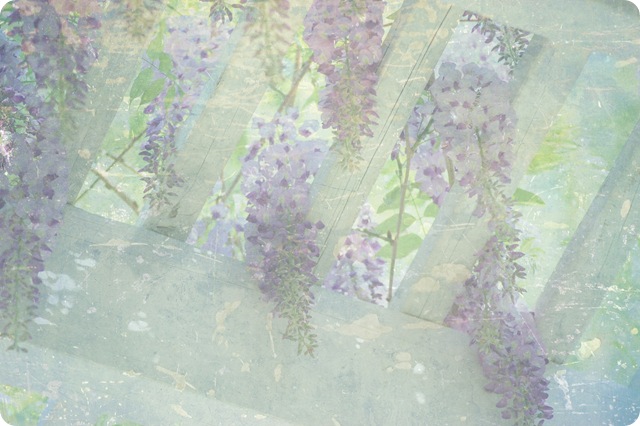 wisteria clusters w sun shining through w pg2 at 50 copy