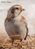 Snow bunting, Tracadie, PEI, Canada - by Roberta Palmer, Mar. 2019