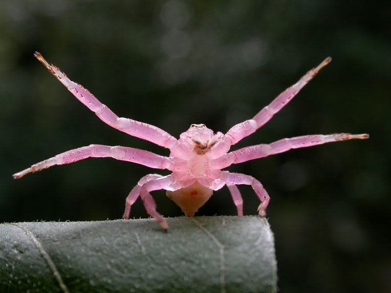美しすぎる ピンクのクモが見つかった N ミライノシテン