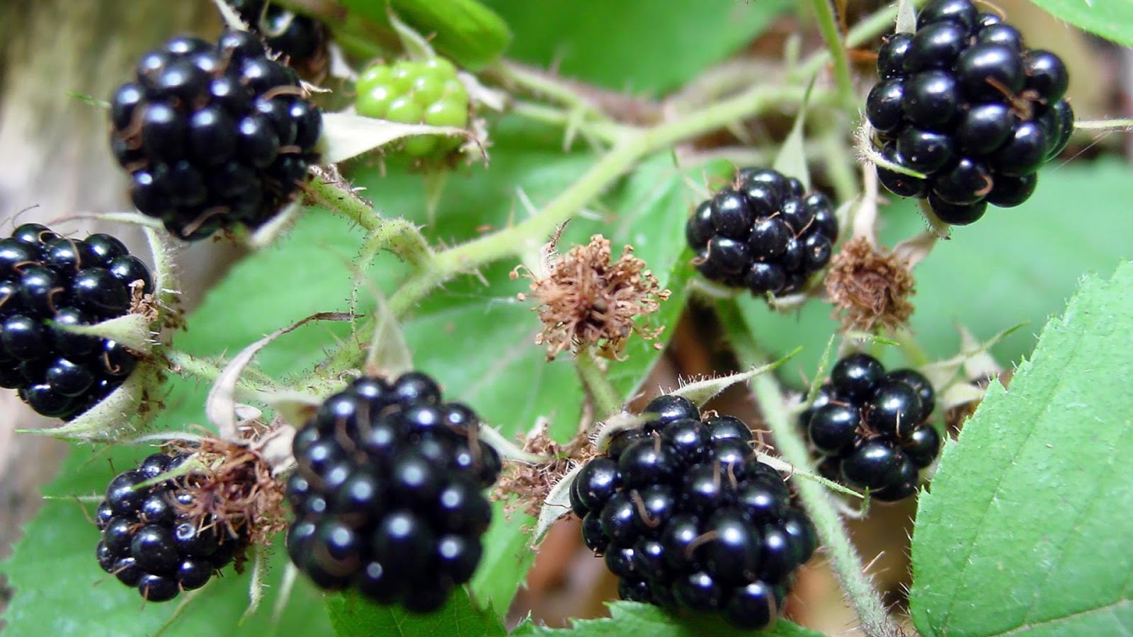  Gambar  Wallpaper Buah  Blackberry www buahaz com