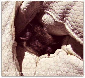 Whiskered Bat, about to be released