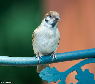 Eurasian Tree Sparrows perched on decorative wrought iron