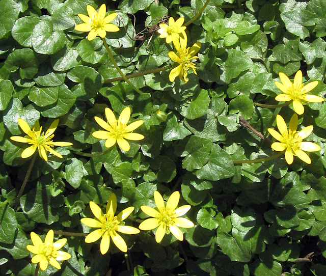 Lesser celandine, Ranunculus ficaria, at Keston Mark. 23 March 2011.