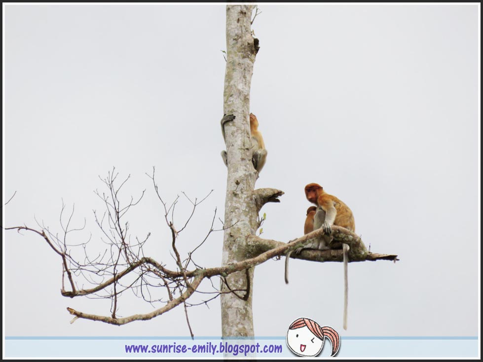 proboscis monkey wild life