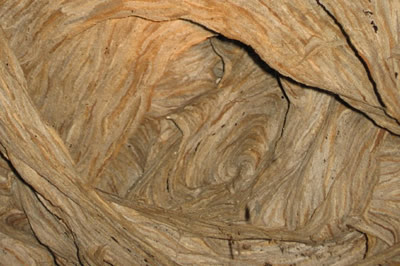 Interior of a hornet nest.