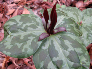 Trillium