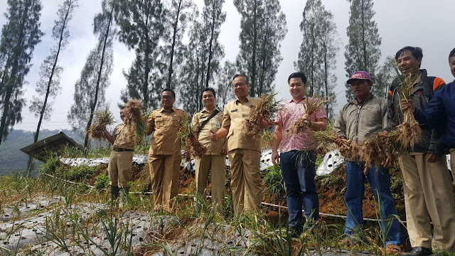 Luas Lahan Bawang Putih Capai 74 Hektar