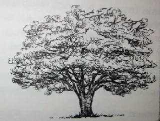 Tes BAUM Tree gambar 3